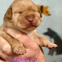 Buckley JR - Labrador Retriever puppy in Sandpoint, Idaho from Allen Sunnyside AKC Labs