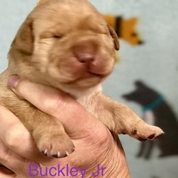 Buckley JR - Labrador Retriever puppy in Sandpoint, Idaho from Allen Sunnyside AKC Labs