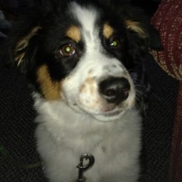 Gracie Mae - Australian Shepherd