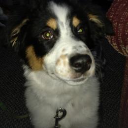 Gracie Mae - Australian Shepherd