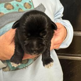 Green Boy - Black and silver male Miniature Schnauzer puppy in Oneonta, Alabama from Murphree Valley Kennels