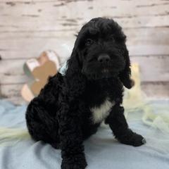 Stewart - Black and white male Springerdoodle puppy in Lisbon, Ohio from Willow Lane Doodles