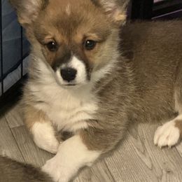 Shooting Star - Red female Pembroke Welsh Corgi puppy in Salisbury, Maryland from Coastal Corgis