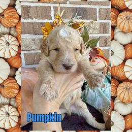 Pumpkin - Cream male Goldendoodle puppy in Caddo Mills, Texas from Fire Wife Doodles