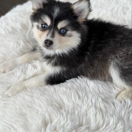 Buttercup - Tri-color female Pomsky puppy in Lewiston, Minnesota from Family Pomsky