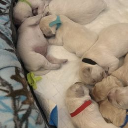 Onyx - Golden male Golden Retriever puppy in Aliso Viejo, California from Golden Puppy Dog