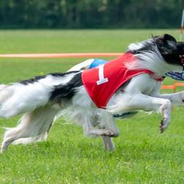 Silken Windhounds from Heathen Hounds