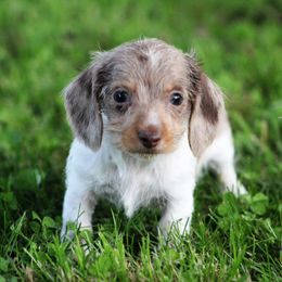 Dachshund Puppies from Tygart Creek Dachshunds