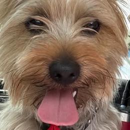 Yorkshire Terriers from Tiffany Sharp-Hohn