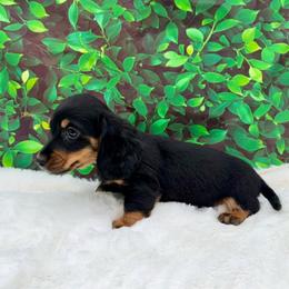 Elton - Black and tan male Dachshund puppy in Colbert, Oklahoma from Brooke Crenshaw