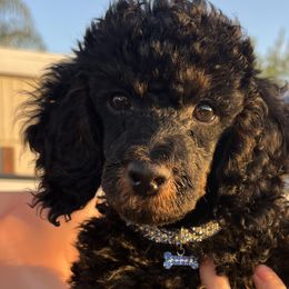 Aussiedoodles and Poodles from BoujeeDoodles