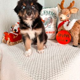 Australian Shepherd Puppies from JS Aussies