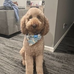 Cooper - Goldendoodle