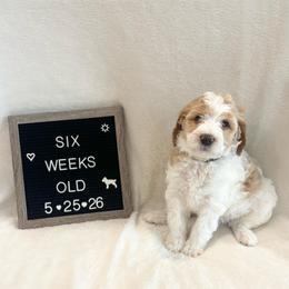 Peach - Yellow and white female Bernedoodle puppy in Sparrows Point, Maryland from Rosie’s Puppies