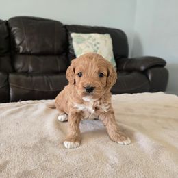 Jasmine - Red female Cavapoo puppy in Floyd, Virginia from Hearts and Paws Poodles and Doodles