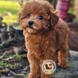 Elsa - Red  female Poodle puppy in Salem, Missouri from Meadowbrook Poodles