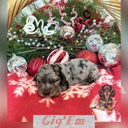 Gig'Em - Dapple male Dachshund puppy in Hockley, Texas from Shans Down Home Doxies
