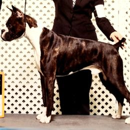 Kao - Boxer