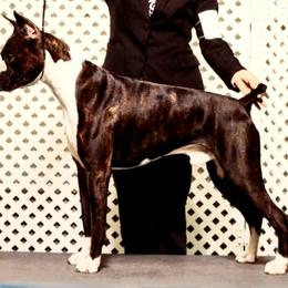 Kao - Boxer