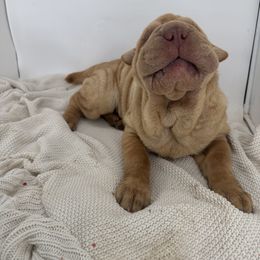 Chinese Shar-Pei, Cocker Spaniel, and Companion Cross Puppies from Mini Hippo Land