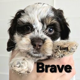 Brace - Brown roan male Cockapoo puppy in Flippin, Arkansas from Dare to Doodle