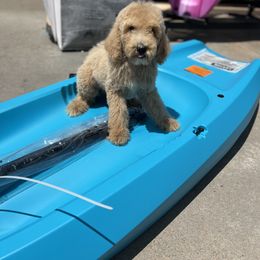 Goldendoodle Puppies from BLK