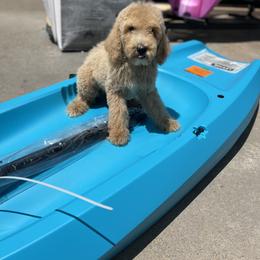 Goldendoodle Puppies from BLK