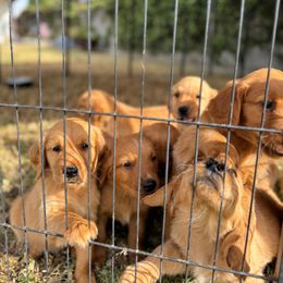 Golden Retriever Puppies from The Red Retrievers