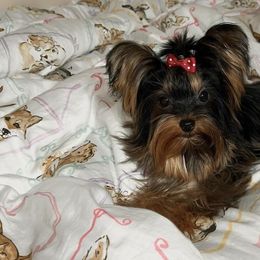 Chihuahuas, Poodles, and Yorkshire Terriers from Tiny collection kennels