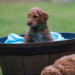 Delilia - Poodle puppy in Nacogdoches, Texas from Magnolia Springs Farm