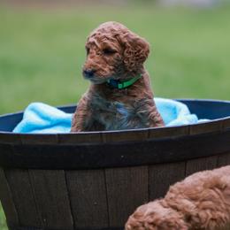 Delilia - Poodle puppy in Nacogdoches, Texas from Magnolia Springs Farm