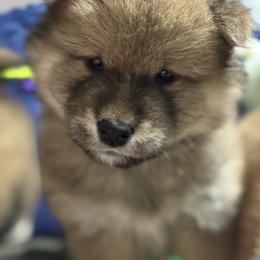 Marley - Red male Shiba Inu puppy in Gladewater, Texas from Mirage Siberians