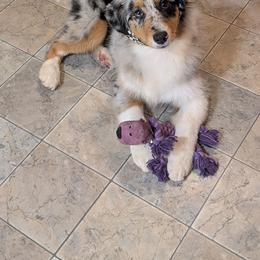 Kisses - Blue merle female Australian Shepherd puppy in Stanwood, Washington from BlueSpark Australian Shepherds