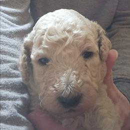 Green collar (Leo) - Cream male Poodle puppy in Stephentown, New York from Creme de la Poodle, standard poodles