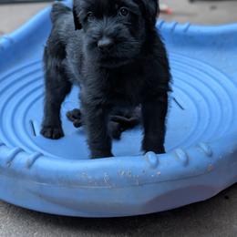 Female 2 - Black female Giant Schnauzer puppy in Noel, Missouri from Riesenschnauzers von Reh Bach