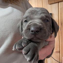 Def Leppard - Blue male Weimaraner puppy in Evart, Michigan from Drehbar Weimaraners