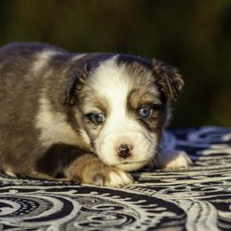 Girl 2 - female Miniature American Shepherd puppy in Franklinville, North Carolina from Fine Hill Miniature Americans