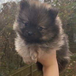 Pomeranian and Shih Tzu Puppies from GA Designer Puppies