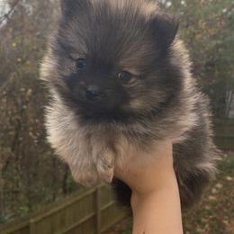 Pomeranian and Shih Tzu Puppies from GA Designer Puppies