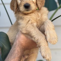 Boy 2 (Light Green) - Goldendoodle puppy in Monmouth, Oregon from Mother of Doodles