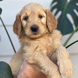 Boy 2 (Light Green) - Goldendoodle puppy in Monmouth, Oregon from Mother of Doodles