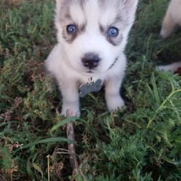 German Shepherd and Siberian Husky Puppies from Sininger Lagoon
