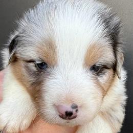 Wyatt Earp - Blue merle male Australian Shepherd puppy in Stanford, Kentucky from Red Feather Aussies