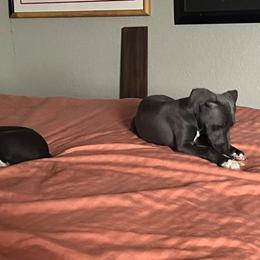 Italian Greyhound Puppies from Fisher Link