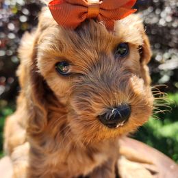 Cupcake - Blenheim female Cavapoo puppy in Roseville, California from Heavenly Goldendoodles