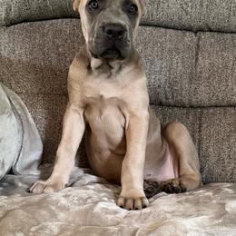 Available- Pink Collar Female - Fawn female Cane Corso puppy in Aiken, South Carolina from Hazel’s House of Cane Corso