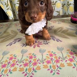 Boy 1 - Chocolate and tan male Dachshund puppy in Uriah, Alabama from Vera Ruth Farms