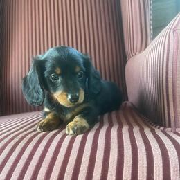 Mindy - Black and tan female Dachshund puppy in Arthur, Illinois from Chupp’s Puppies