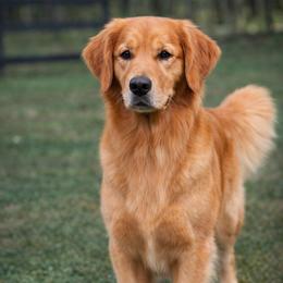 Ruger - Golden Retriever