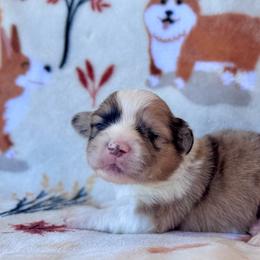 Suede - Sable merle and white male American Corgi puppy in Whitney, Texas from 5H Corgis
